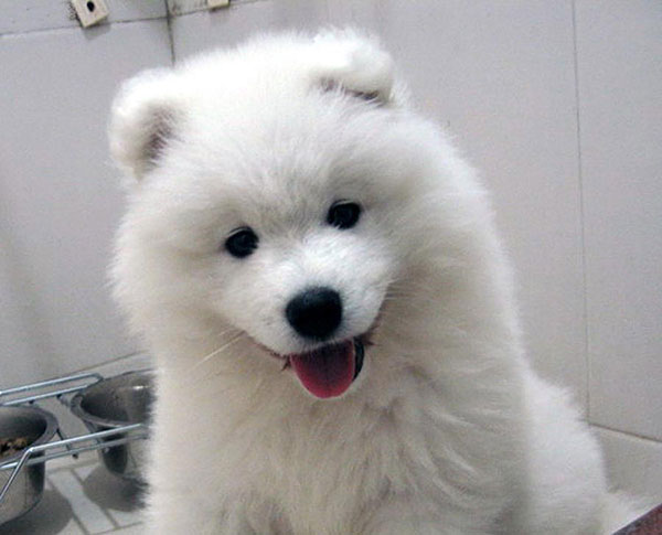 每日一读动物,每日一读狗狗品种博美