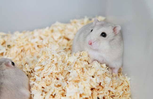 浠撻紶楗插吇澶у叏瑙嗛,浠撻紶楗插吇鎸囧崡鍏荤唺