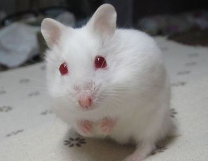 浠撻紶楗插吇澶у叏瑙嗛,浠撻紶楗插吇鎸囧崡鍏荤唺