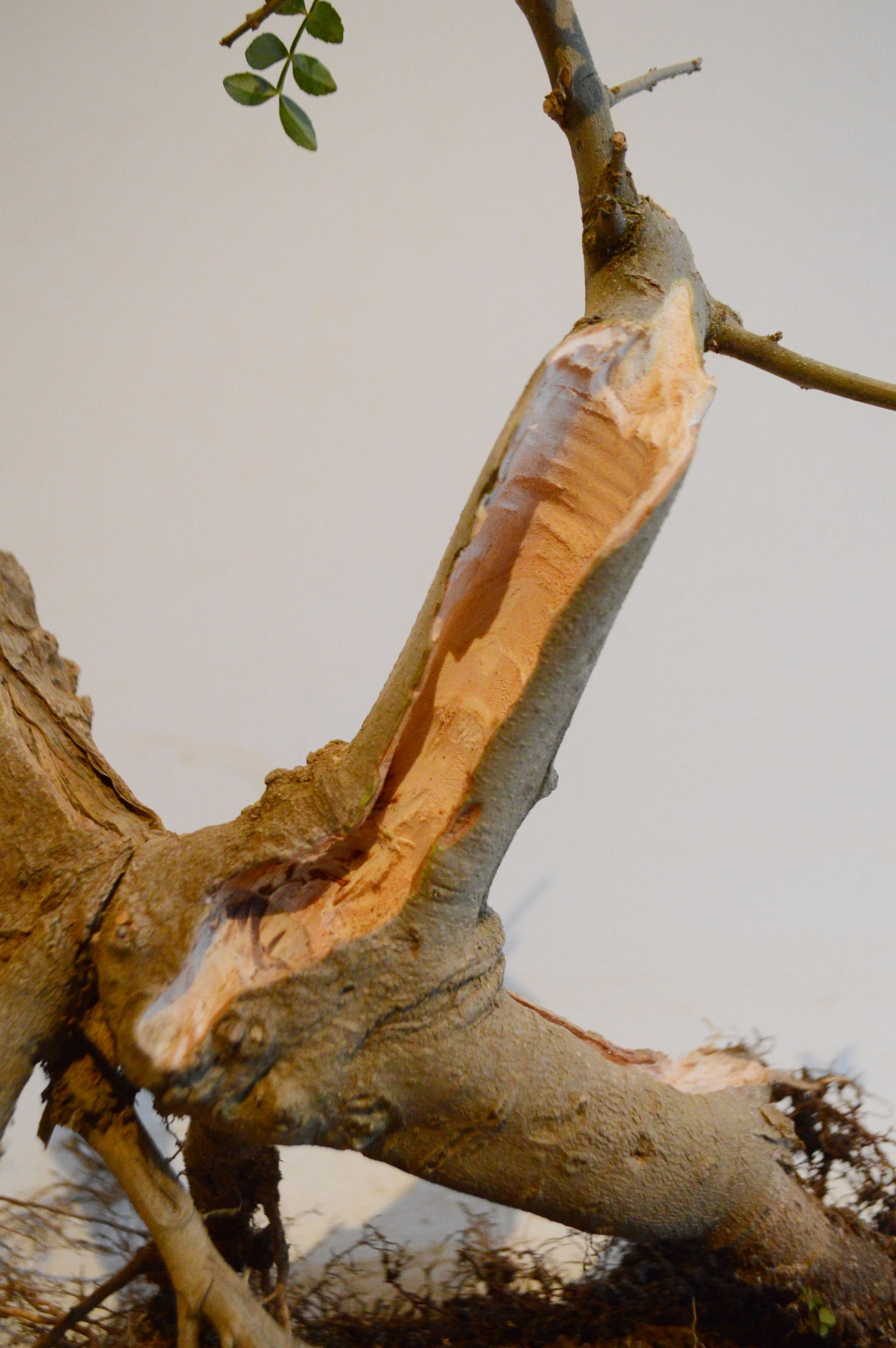 对节白蜡什么时候适合做舍利,对节白蜡舍利制作全过程