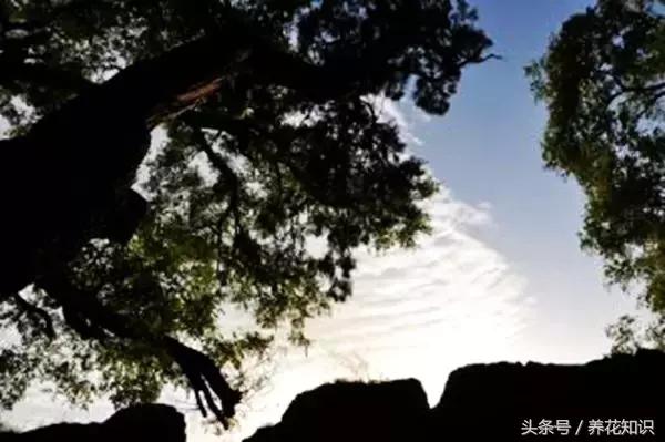 诗经植物图鉴内容,诗经中30植物名