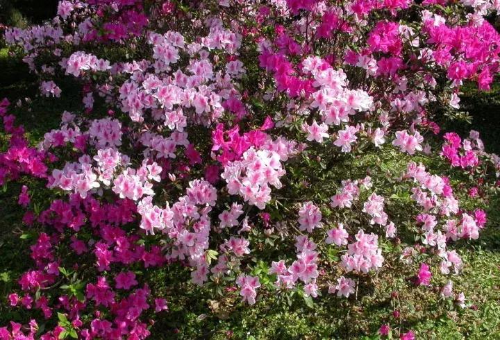 杜鹃花的鉴赏方法,关于杜鹃花的养护知识资料