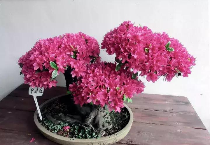 杜鹃花的鉴赏方法,关于杜鹃花的养护知识资料