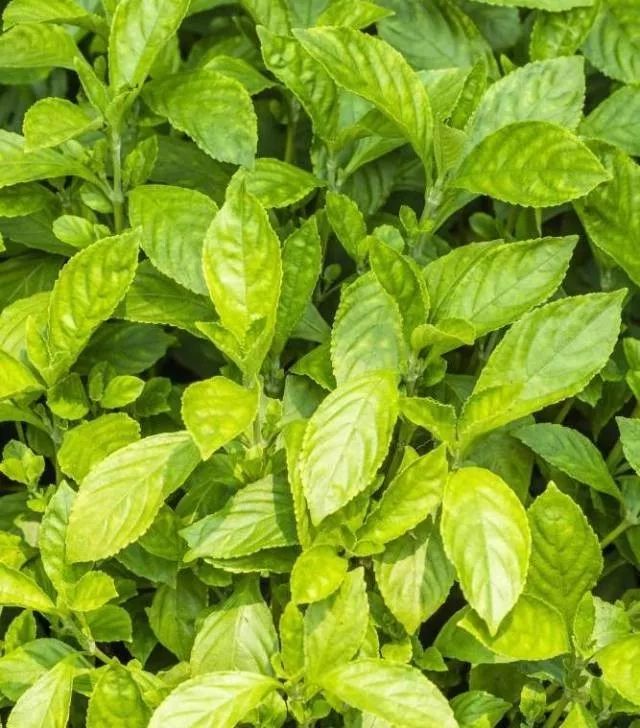 你只知道板蓝根治感冒，可你知道种在阳台上的板蓝根有多美吗？