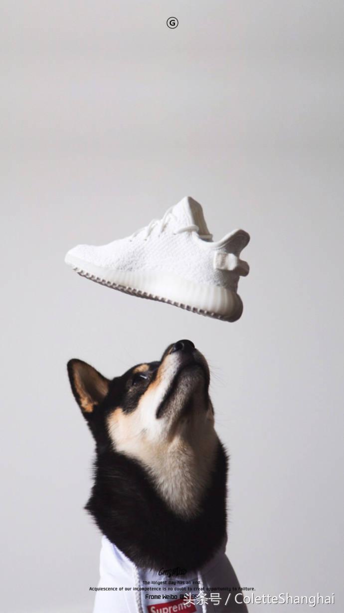 皇室狗狗壁纸,穿衣服的狗狗壁纸