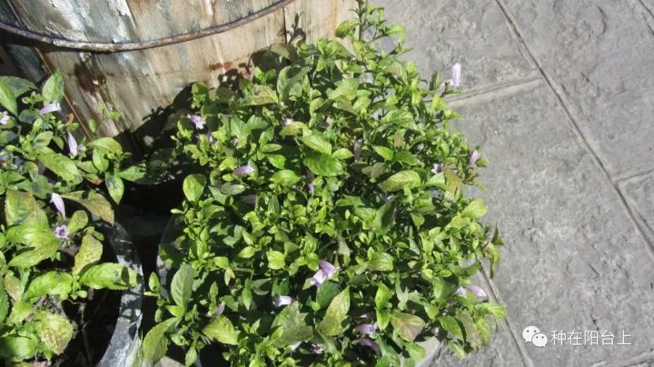 你只知道板蓝根治感冒，可你知道种在阳台上的板蓝根有多美吗？