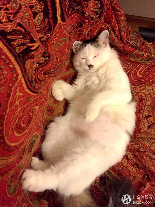 捡到的猫咪要不要归还给原主子,捡到一只流浪猫要关注事项