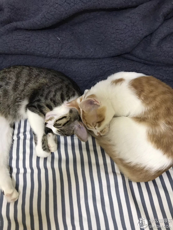 捡到的猫咪要不要归还给原主子,捡到一只流浪猫要关注事项