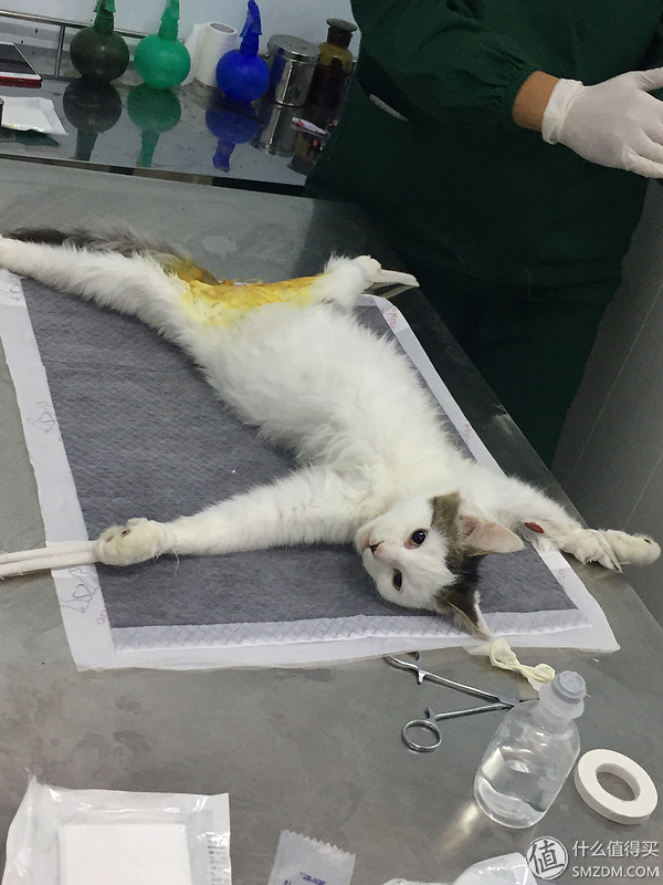 捡到的猫咪要不要归还给原主子,捡到一只流浪猫要关注事项