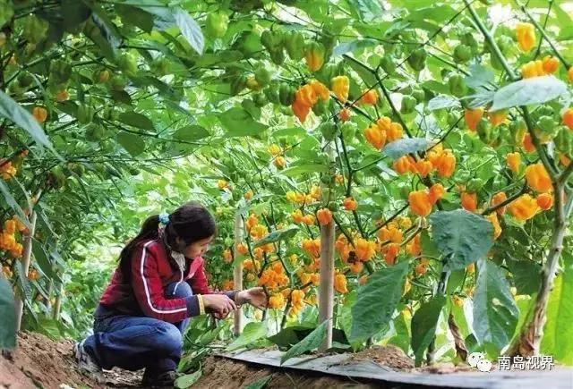 去海南必买的伴手礼,还在纠结送什么礼物吗