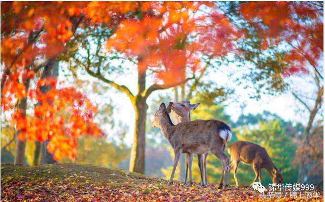 去日本旅游最全攻略,去日本旅游必看