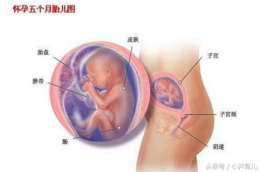 孕期：妊娠第37~40周的关注事项