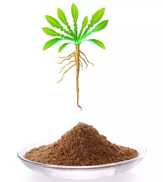 你只知道板蓝根治感冒，可你知道种在阳台上的板蓝根有多美吗？