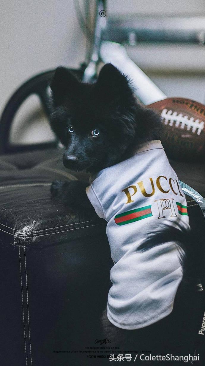 皇室狗狗壁纸,穿衣服的狗狗壁纸