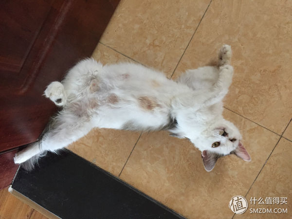 捡到的猫咪要不要归还给原主子,捡到一只流浪猫要关注事项