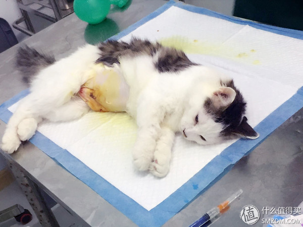 捡到的猫咪要不要归还给原主子,捡到一只流浪猫要关注事项