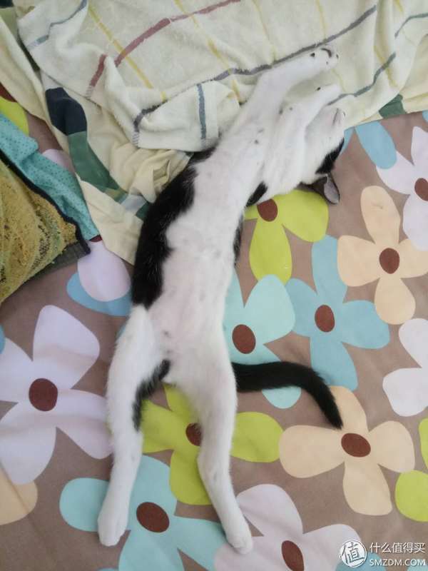 捡到的猫咪要不要归还给原主子,捡到一只流浪猫要关注事项