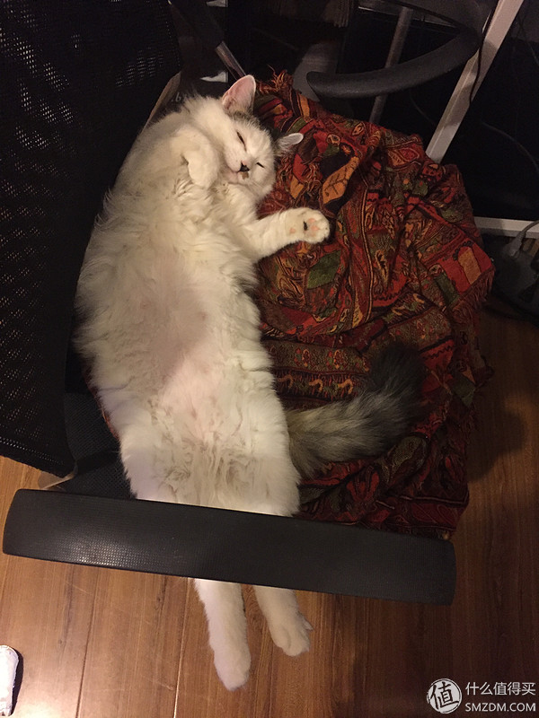 捡到的猫咪要不要归还给原主子,捡到一只流浪猫要关注事项