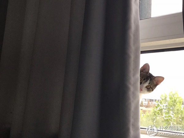 捡到的猫咪要不要归还给原主子,捡到一只流浪猫要关注事项