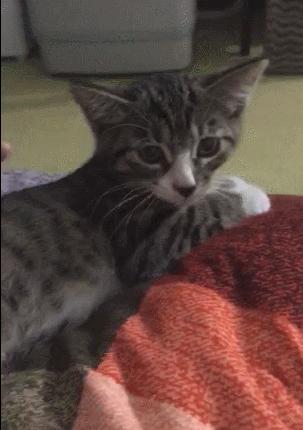捡到的猫咪要不要归还给原主子,捡到一只流浪猫要关注事项