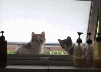 捡到的猫咪要不要归还给原主子,捡到一只流浪猫要关注事项