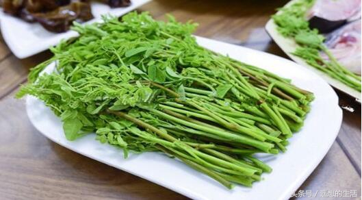 辣木苗的正确吃法,辣木苗蔬菜