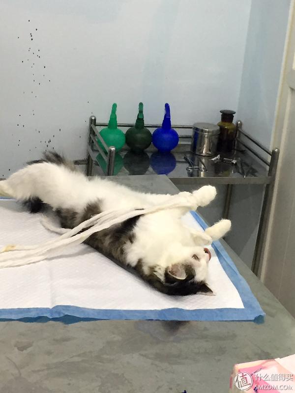 捡到的猫咪要不要归还给原主子,捡到一只流浪猫要关注事项