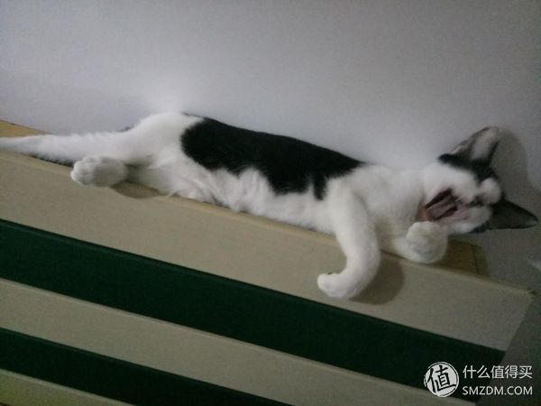 捡到的猫咪要不要归还给原主子,捡到一只流浪猫要关注事项