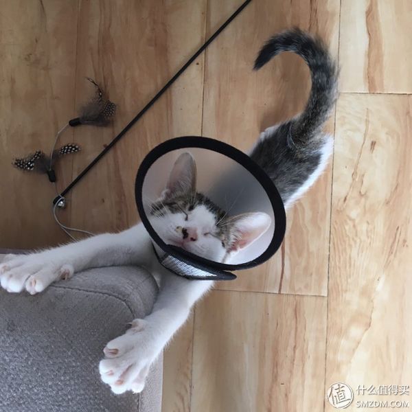 捡到的猫咪要不要归还给原主子,捡到一只流浪猫要关注事项