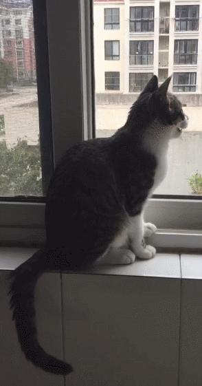 捡到的猫咪要不要归还给原主子,捡到一只流浪猫要关注事项