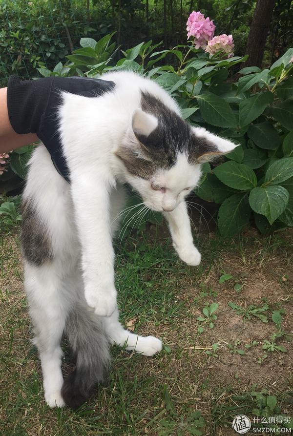 捡到的猫咪要不要归还给原主子,捡到一只流浪猫要关注事项