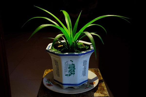 发财树盆栽死了怎么救活,盆栽怎么救活