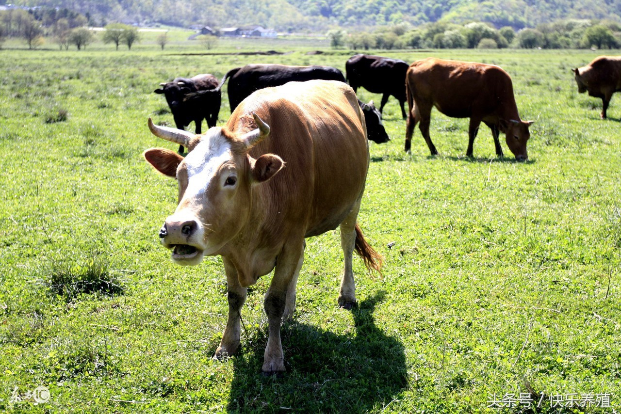 牛吃了塑料铁钉怎么办,为什么养牛户牛会吃铁钉