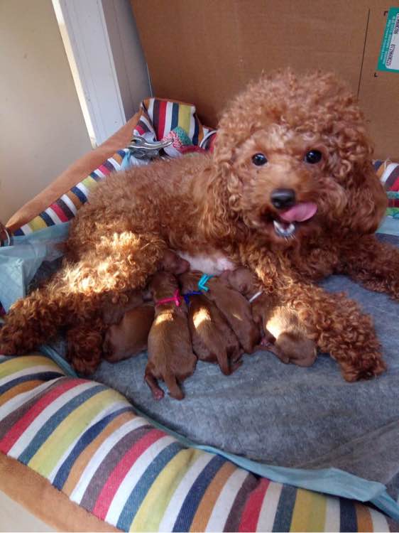 泰迪被领养舍不得原主人,领养泰迪被欺负