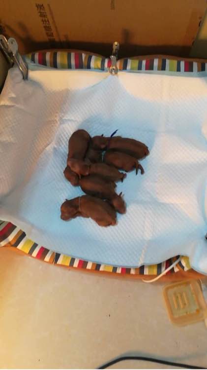 泰迪被领养舍不得原主人,领养泰迪被欺负