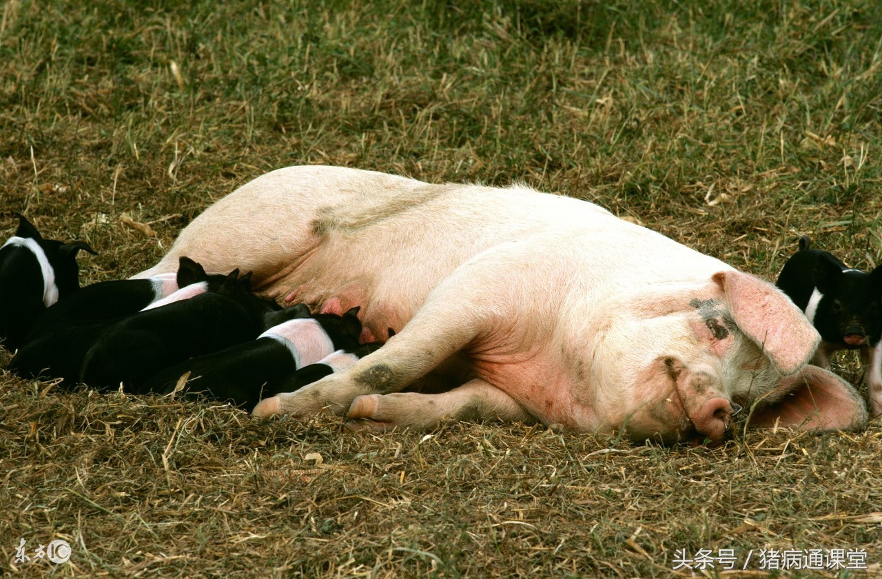 母猪不让小猪吃奶什么原因,老母猪不让小猪吃奶怎么办啊