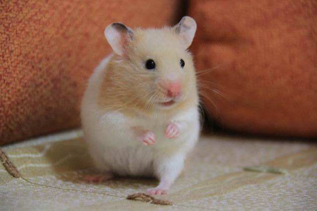 浠撻紶楗插吇澶у叏瑙嗛,浠撻紶楗插吇鎸囧崡鍏荤唺