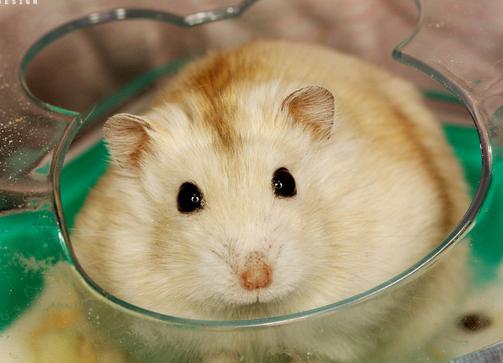 浠撻紶楗插吇澶у叏瑙嗛,浠撻紶楗插吇鎸囧崡鍏荤唺