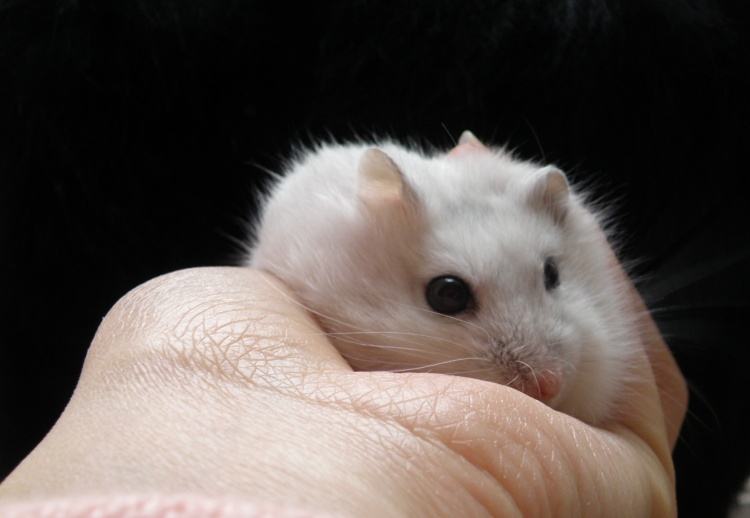 浠撻紶楗插吇澶у叏瑙嗛,浠撻紶楗插吇鎸囧崡鍏荤唺