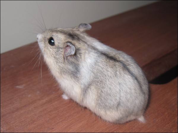 浠撻紶楗插吇澶у叏瑙嗛,浠撻紶楗插吇鎸囧崡鍏荤唺