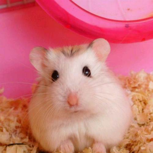 浠撻紶楗插吇澶у叏瑙嗛,浠撻紶楗插吇鎸囧崡鍏荤唺