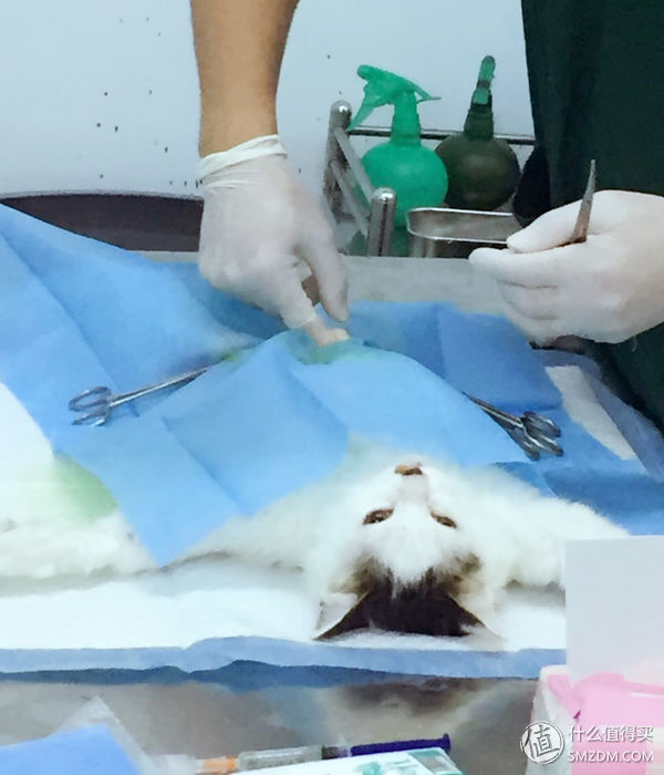 捡到的猫咪要不要归还给原主子,捡到一只流浪猫要关注事项