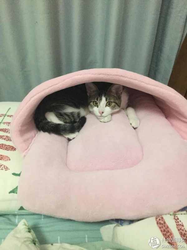 捡到的猫咪要不要归还给原主子,捡到一只流浪猫要关注事项