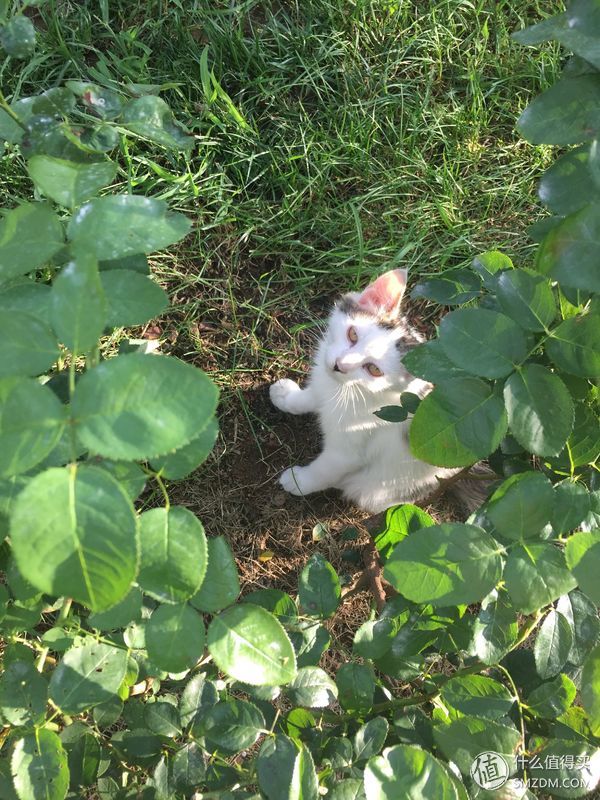 捡到的猫咪要不要归还给原主子,捡到一只流浪猫要关注事项