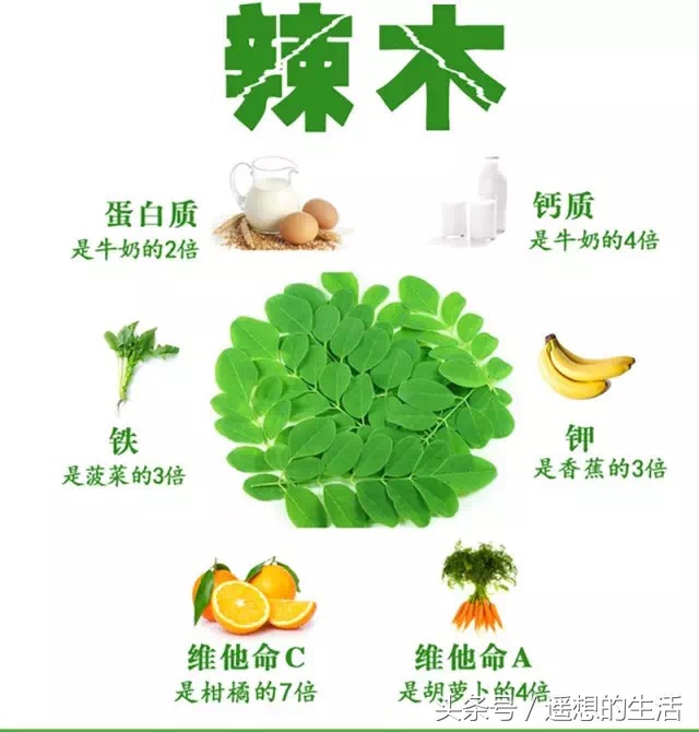 辣木苗的正确吃法,辣木苗蔬菜