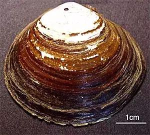 章鱼哥智商逆天,章鱼哥的智商退化视频