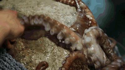 章鱼哥智商逆天,章鱼哥的智商退化视频