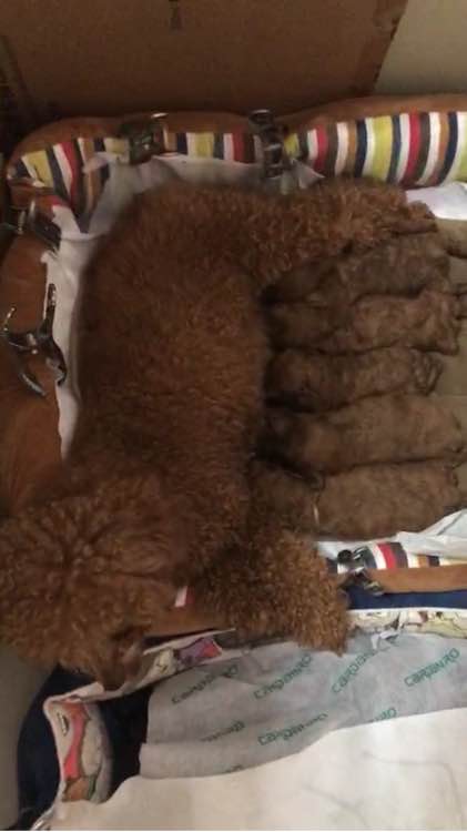 泰迪被领养舍不得原主人,领养泰迪被欺负