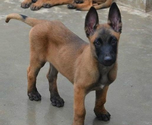 马犬幼犬基础训练方法,马犬幼犬训练教程