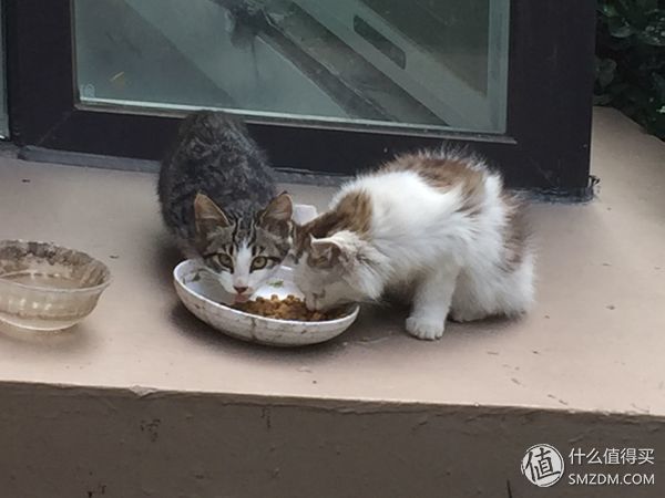 捡到的猫咪要不要归还给原主子,捡到一只流浪猫要关注事项